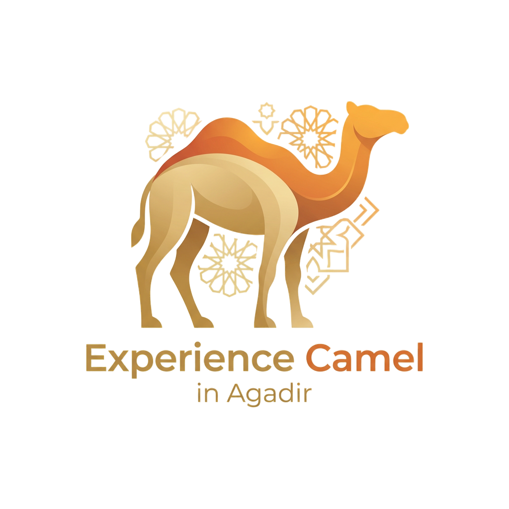 Experience Camel in Agadir