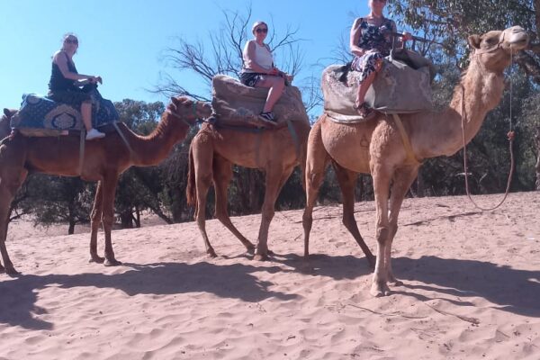 Camel Ride in Agadir